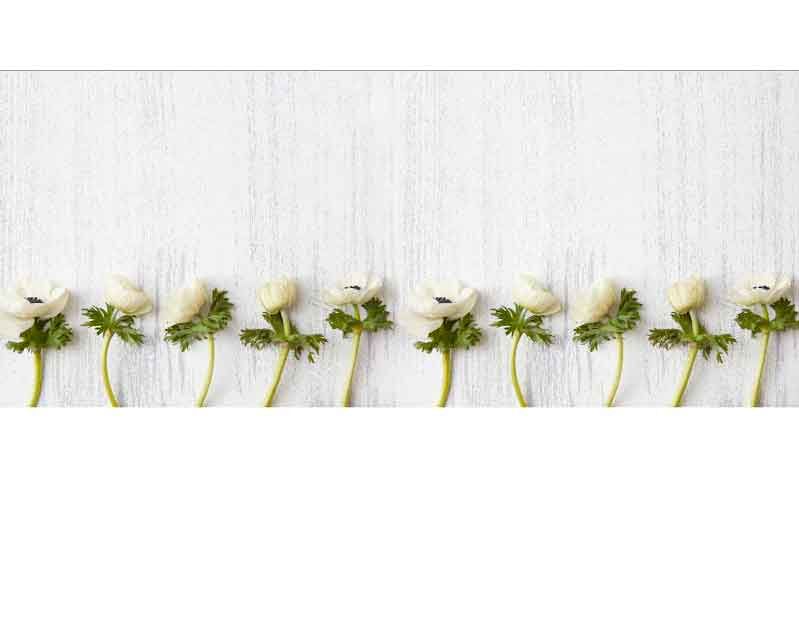 Reihe von weißen Anemonenblüten auf einer hellen Holzoberfläche