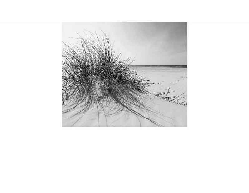 Schwarzweißfoto von Stranddünen mit Grasbewuchs am Meer