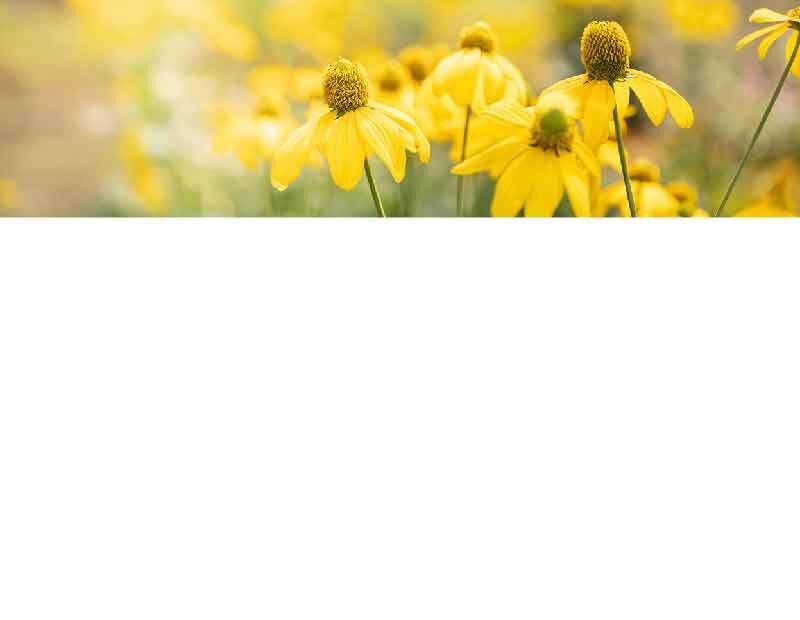 Nahaufnahme von gelben Blumen in einem sonnigen Garten