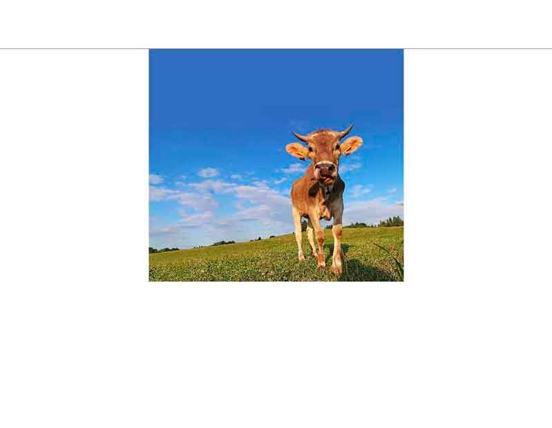 Junge braune Kuh steht auf einer grünen Weide unter klarem blauem Himmel.
