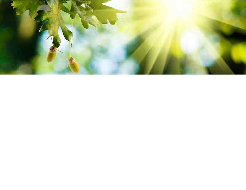 Zwei Eicheln hängen von einem Ast mit grünen Blättern, im Hintergrund strahlt die Sonne durch die Bäume.