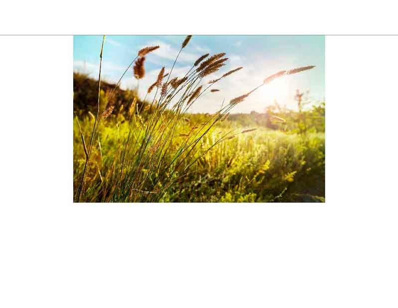 Gras und Pflanzen auf einer Wiese bei Sonnenuntergang