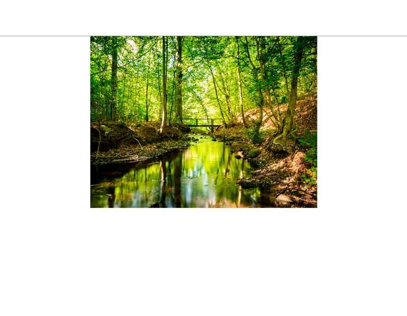 Ein ruhiger Bach fließt durch einen grünen Wald, über dem eine kleine Holzbrücke zu sehen ist, umgeben von üppigem Laub.