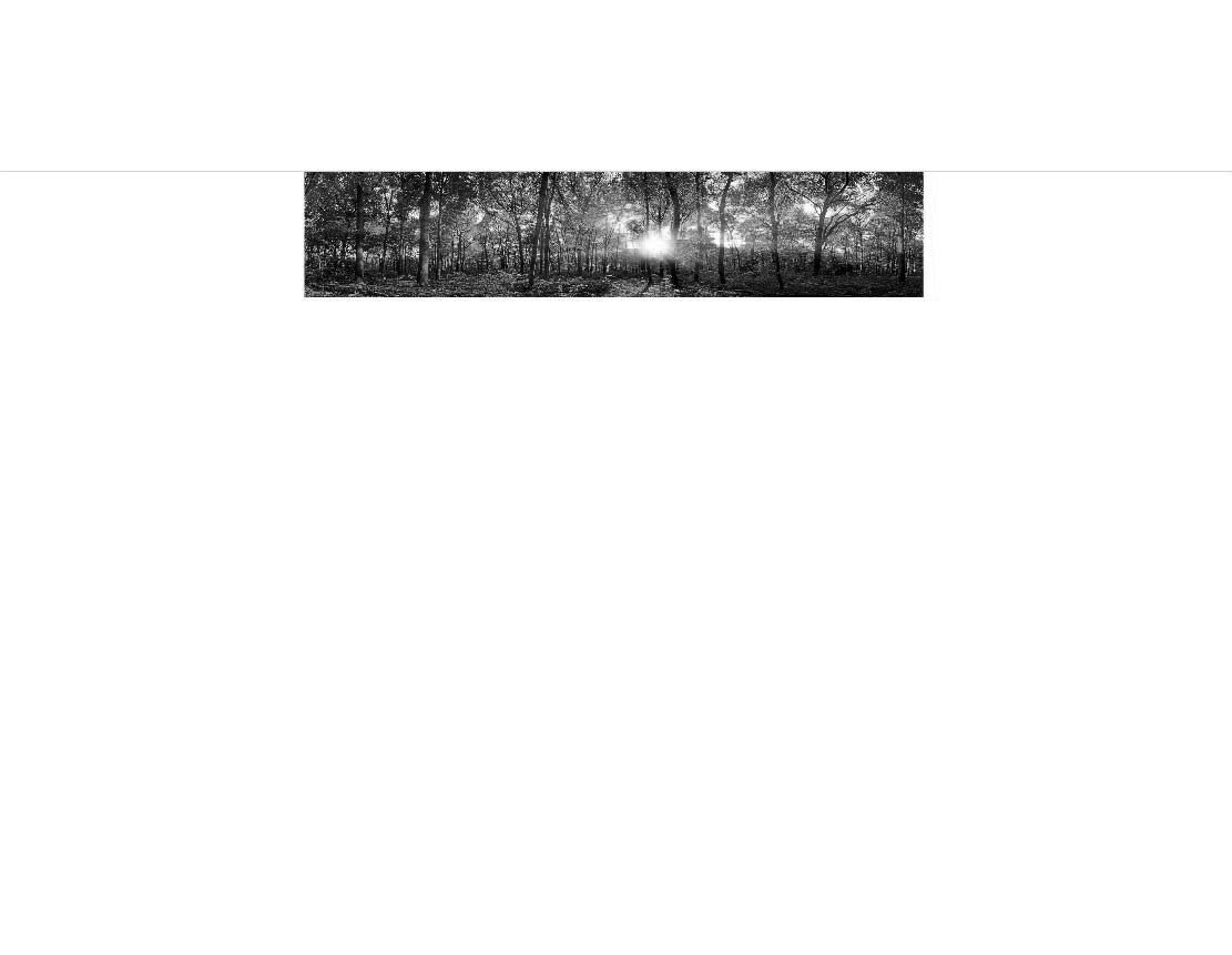 Schwarz-Weiß-Bild: Lichtstrahlen durch Bäume im Wald