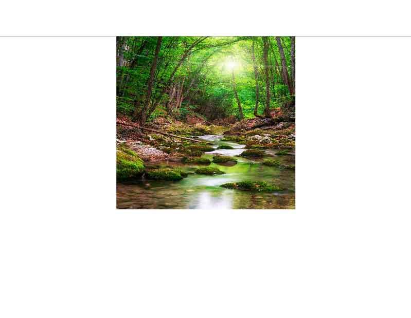 Ein klarer Fluss schlängelt sich durch einen grünen Wald, beleuchtet von sanftem Sonnenlicht.