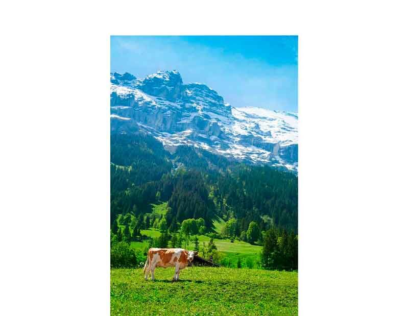 Eine braun-weiße Kuh weidet auf einer grünen Wiese mit verschneiten Alpen im Hintergrund