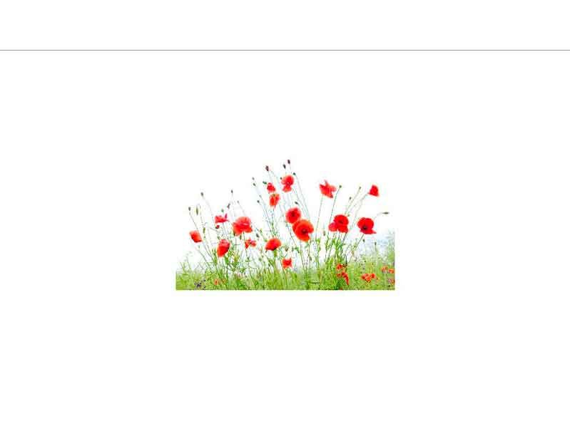 Eine Gruppe roter Mohnblumen auf einem grünen Feld unter klarem Himmel