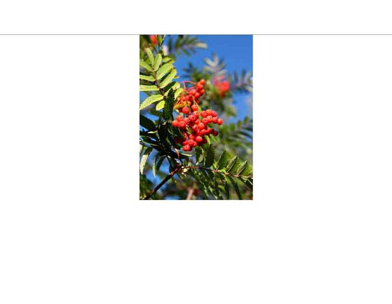Ebereschenzweig mit roten Beeren vor blauem Himmel