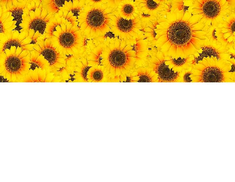 Ein Feld voller blühender Sonnenblumen in leuchtendem Gelb