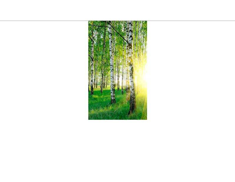 Sonnenschein in einem Birkenwald mit grünem Gras