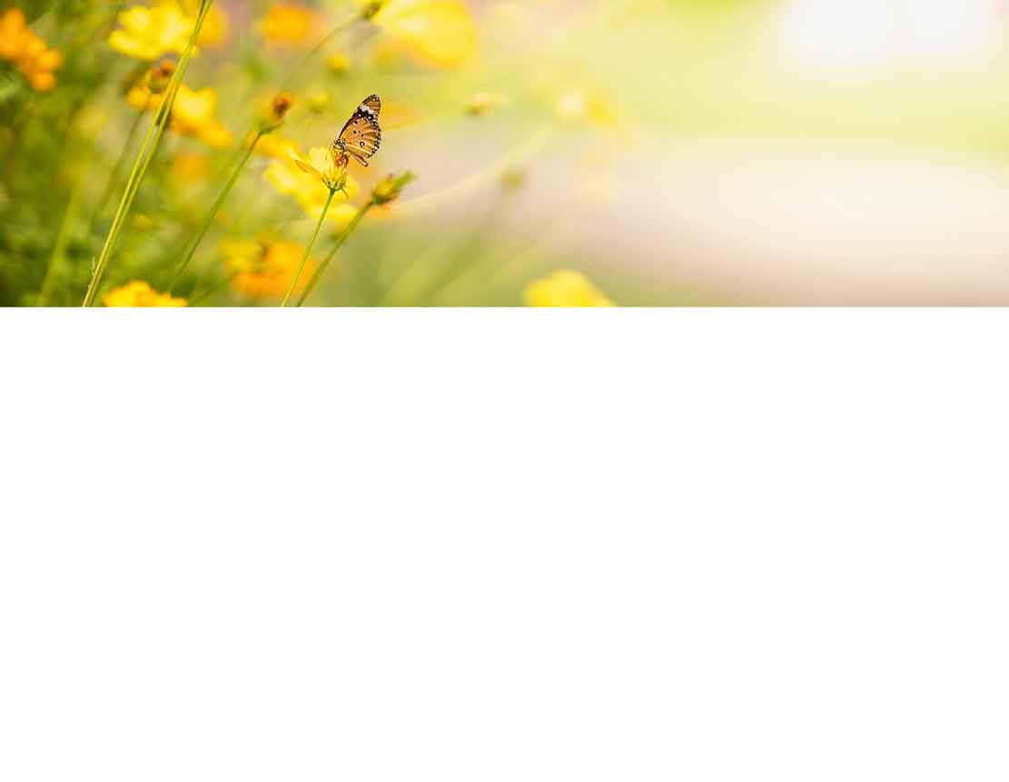 Ein Schmetterling sitzt auf einer gelben Blume in einem sonnigen Garten voller Blumen.