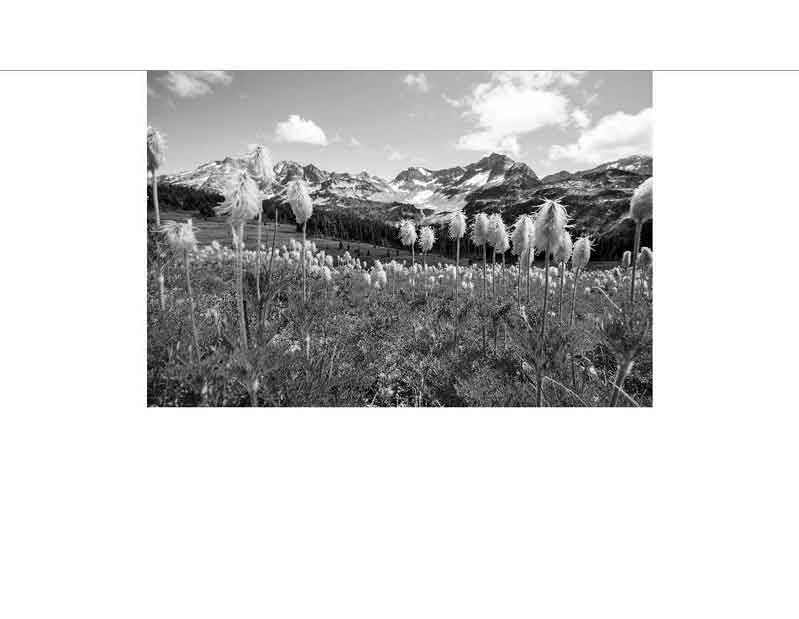 Eine malerische Berglandschaft in Schwarz-Weiß mit blühenden Wiesenblumen im Vordergrund und majestätischen Gipfeln im Hintergrund.