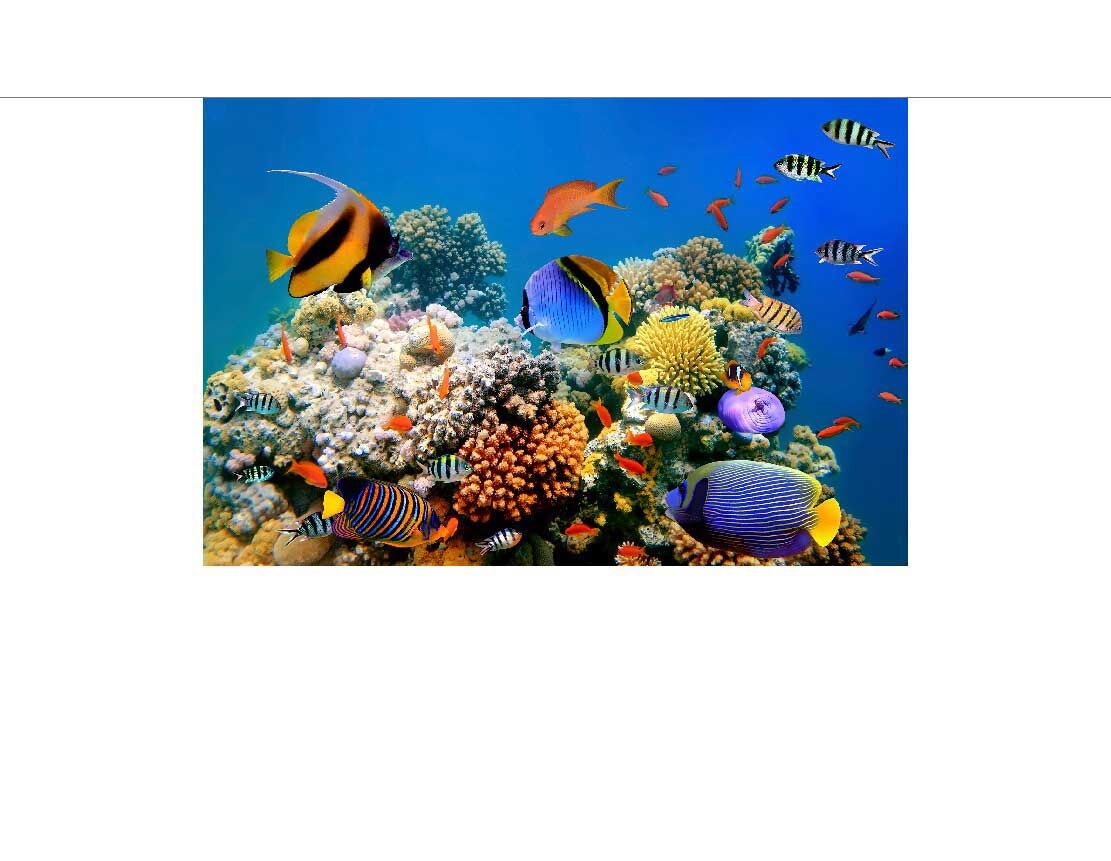 Wandbild Alu Fische im Meer 496