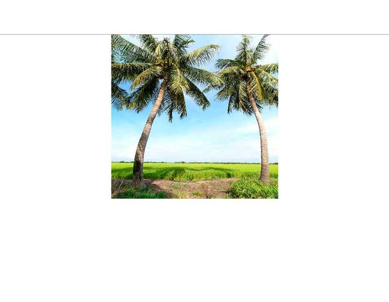 Zwei Palmen stehen vor einem weiten, grünen Feld mit blauem Himmel im Hintergrund