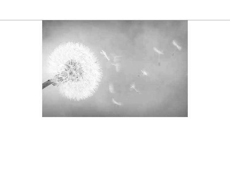 Schwarz-Weiß-Foto einer Pusteblume, deren Samen vom Wind verweht werden