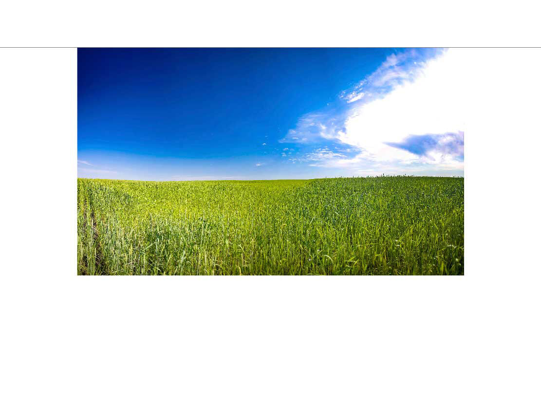 Duschrückwand Einzel | Ecke | Nische | Alu grünes Weizenfeld mit blauem Himmel 835