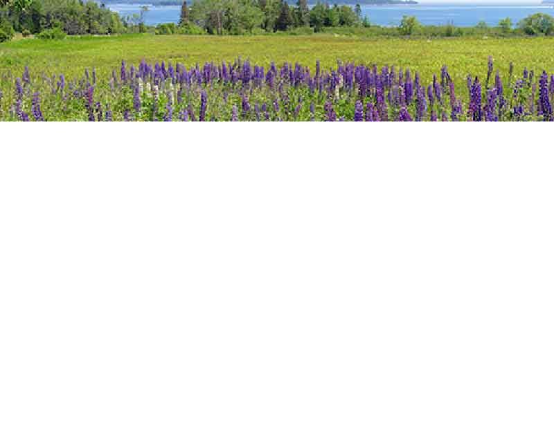 Ein weitläufiges Feld voller blühender lila Lupinen mit Bäumen und klarem Himmel im Hintergrund