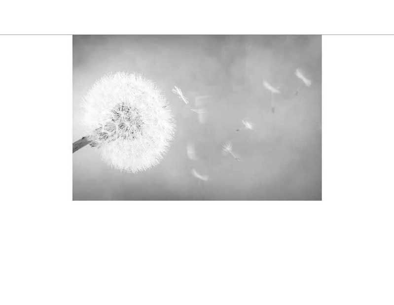 Nahaufnahme einer Pusteblume, deren Samen vom Wind verweht werden, in einer schwarzweißen Darstellung.