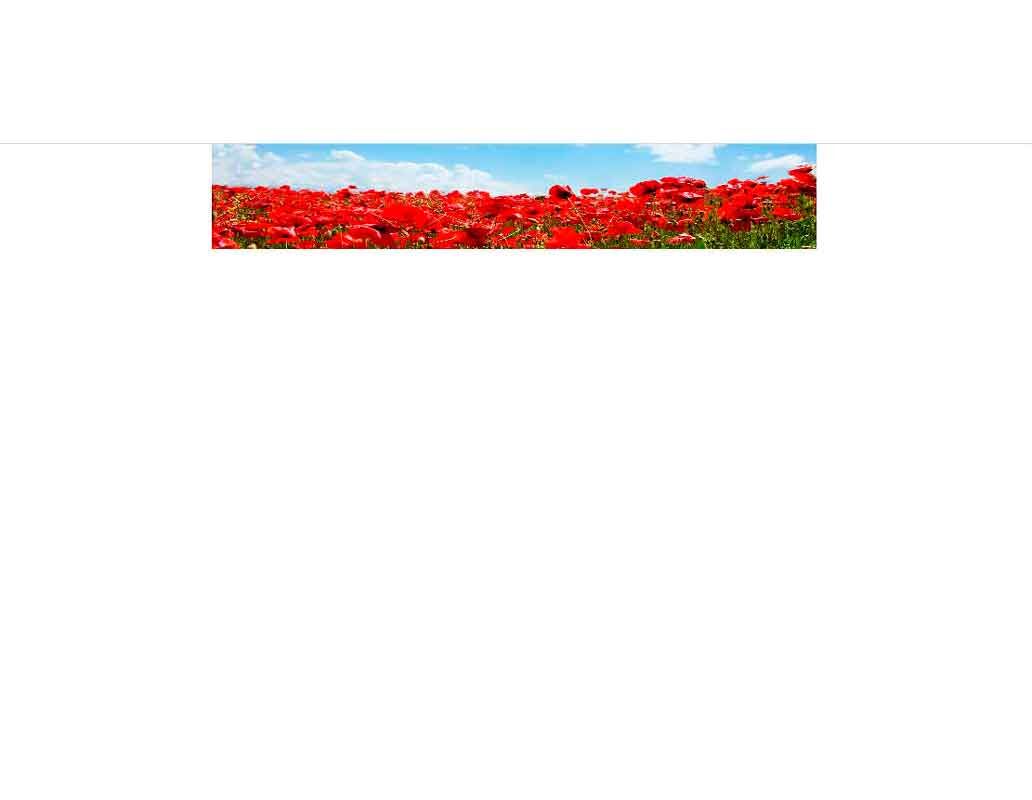 Ein weites Mohnfeld mit leuchtend roten Blüten unter einem klaren blauen Himmel