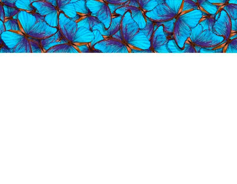 Nahaufnahme von blauen Schmetterlingsflügeln in einem Muster