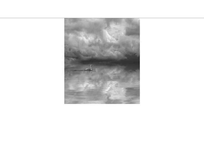 Ein einzelner Schwan schwimmt auf einem ruhigen See, der die dramatischen Wolken am Himmel reflektiert.