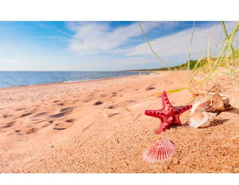Ein malerischer Strand mit roten Muscheln und einem Seestern im Vordergrund, Meer und blauer Himmel im Hintergrund