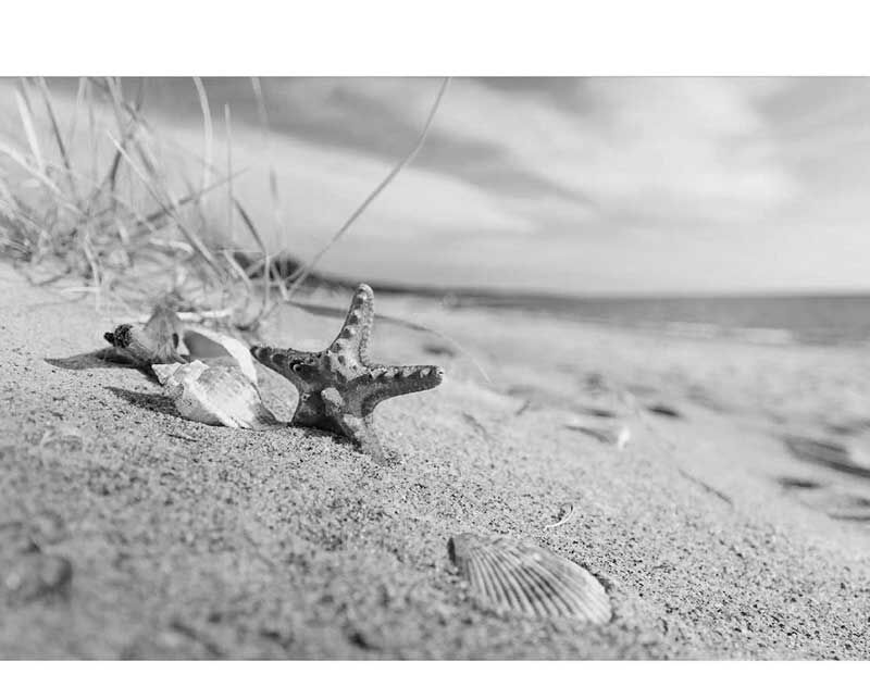 Ein Seestern und Muscheln liegen auf einem Sandstrand in schwarz-weiß, mit Blick auf das Meer im Hintergrund.