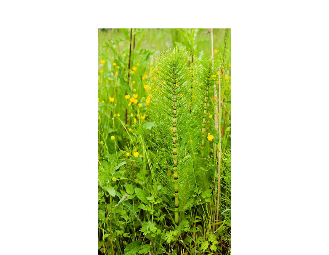 Duschrückwand Einzel | Alu Butterblumen im Gras 782