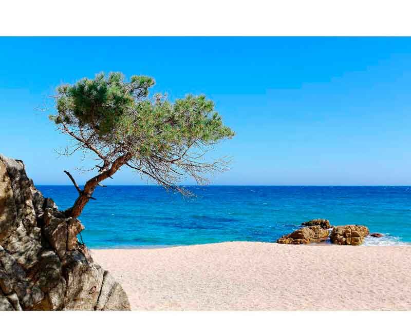 Ein Baum wächst auf Felsen an einem sonnigen Sandstrand mit klarem blauen Meer im Hintergrund.