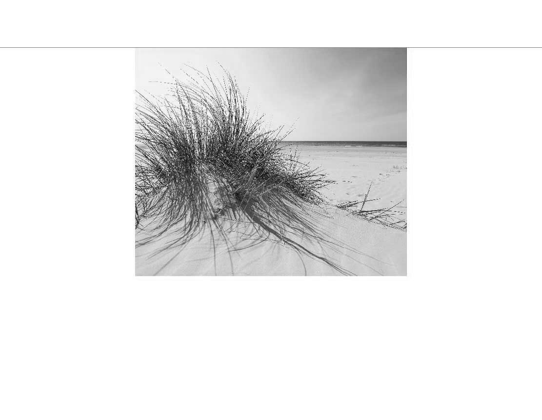 Schwarz-Weiß-Foto von Sanddünen und Meer am Strand mit Dünengras im Vordergrund