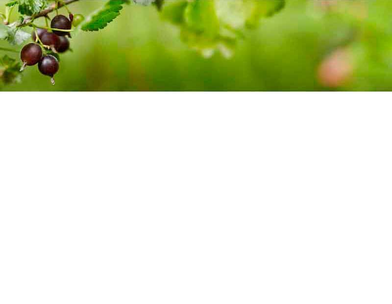 Nahaufnahme von reifen Stachelbeeren, die an einem grünen Strauch hängen, mit unscharfem Hintergrund