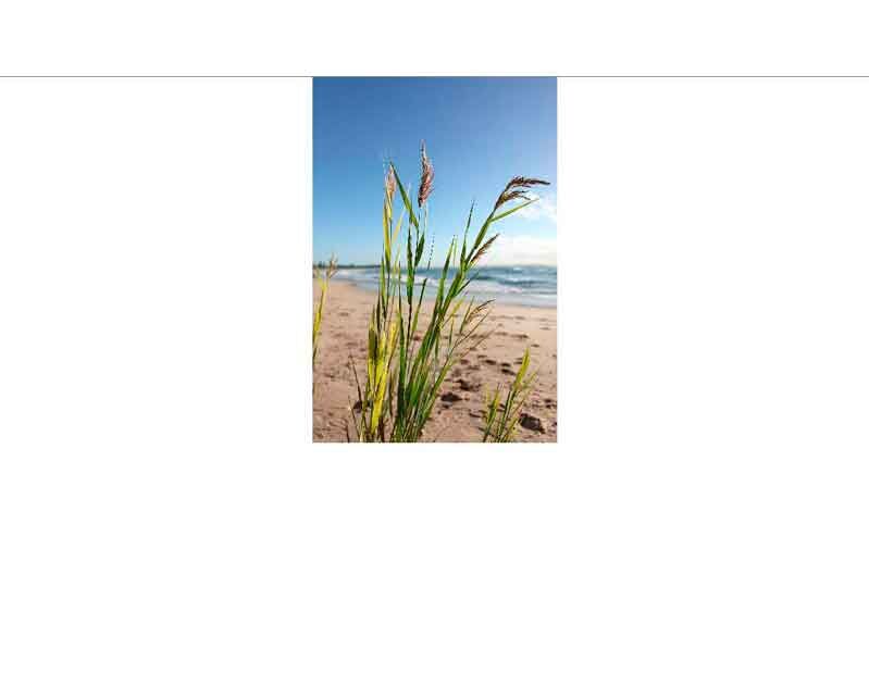 Nahaufnahme von Gras am Sandstrand mit Meer und blauem Himmel im Hintergrund