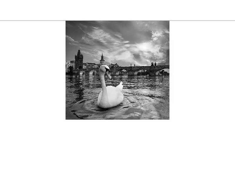 Ein Schwan schwimmt auf einem Fluss mit einer alten Brücke im Hintergrund bei dramatischer Wolkenstimmung