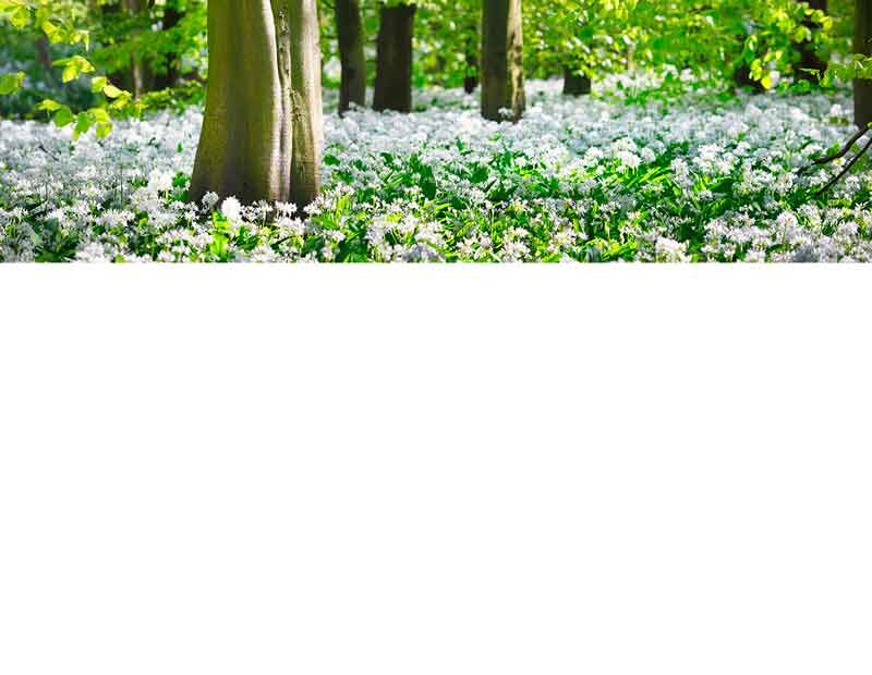 Eine Waldszene mit blühendem Bärlauch und grünen Bäumen im Frühling