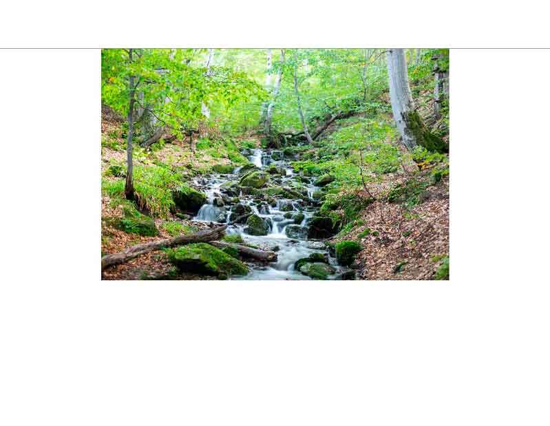 Ein kleiner Fluss fließt durch einen grünen Wald, umgeben von moosbedeckten Steinen und Bäumen.