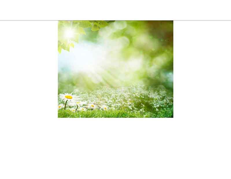 Blühende Wiese mit Gänseblümchen, umgeben von hellem Sonnenlicht und grünen Bäumen
