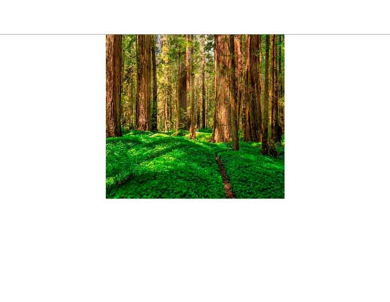 Dichter, grüner Waldboden mit hohen Redwood-Bäumen im Sonnenlicht