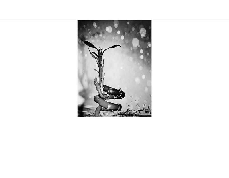 Eine Pflanze, die von Wasser umgeben ist, im Schwarz-weiß-Foto mit Bokeh-Hintergrund