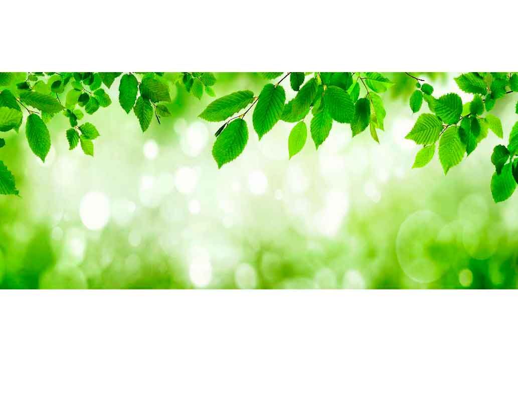 Frische grüne Blätter vor unscharfem Hintergrund im Frühling
