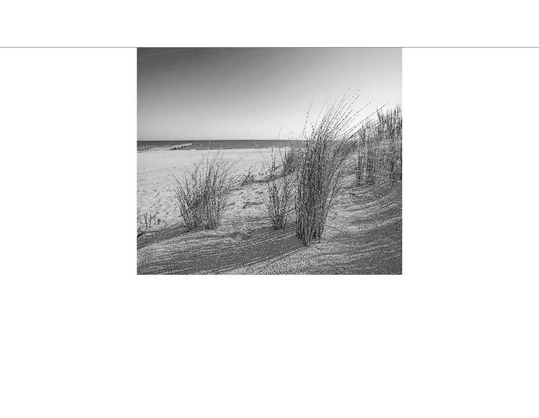 Ansicht des Badrückwand-Motivs Dünen Gras Strand 371 schwarz-weiß