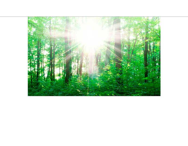 Die Sonne scheint durch die dichten Blätter eines grünen Waldes