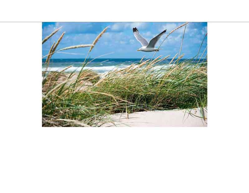 Eine Möwe fliegt über eine Sanddüne mit Gras, dahinter das blaue Meer und ein klarer Himmel.