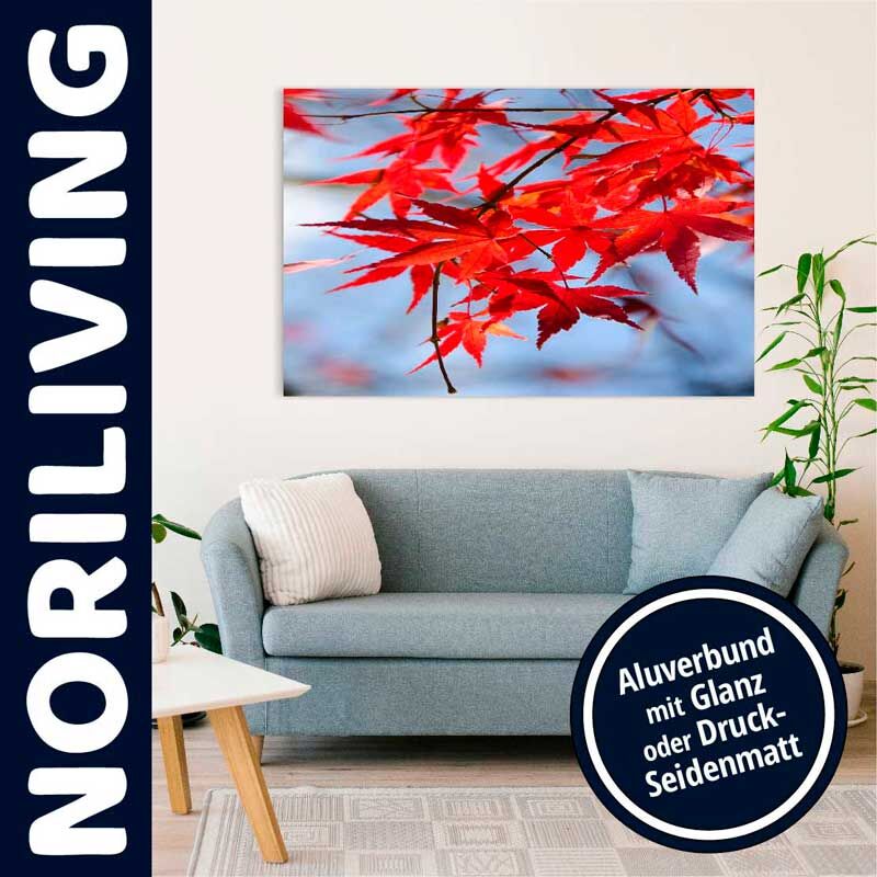 Leinwanddruck mit roten Ahornblättern über einem Sofa, Design von NORILIVING