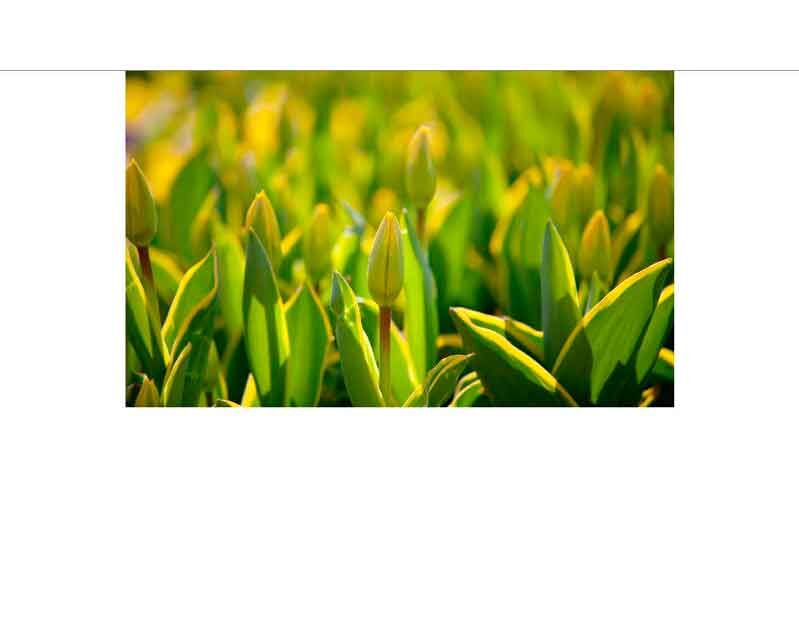 Ein Feld von noch nicht geöffneten Tulpenknospen, die von Sonnenlicht durchflutet werden