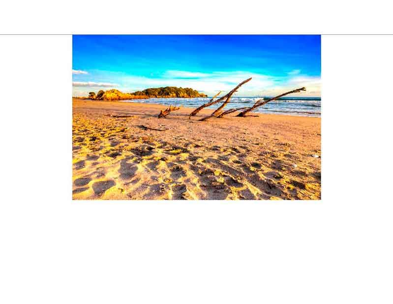 Ein idyllischer Strand mit Treibholz, goldenem Sand und einem klaren blauen Himmel im Hintergrund.