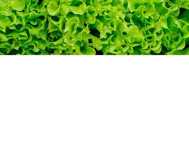 Nahaufnahme von frischem grünem Blattsalat