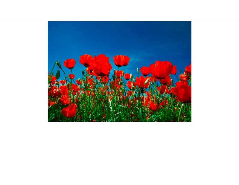 Rote Mohnblumen in voller Blüte auf einer grünen Wiese vor einem klaren blauen Himmel