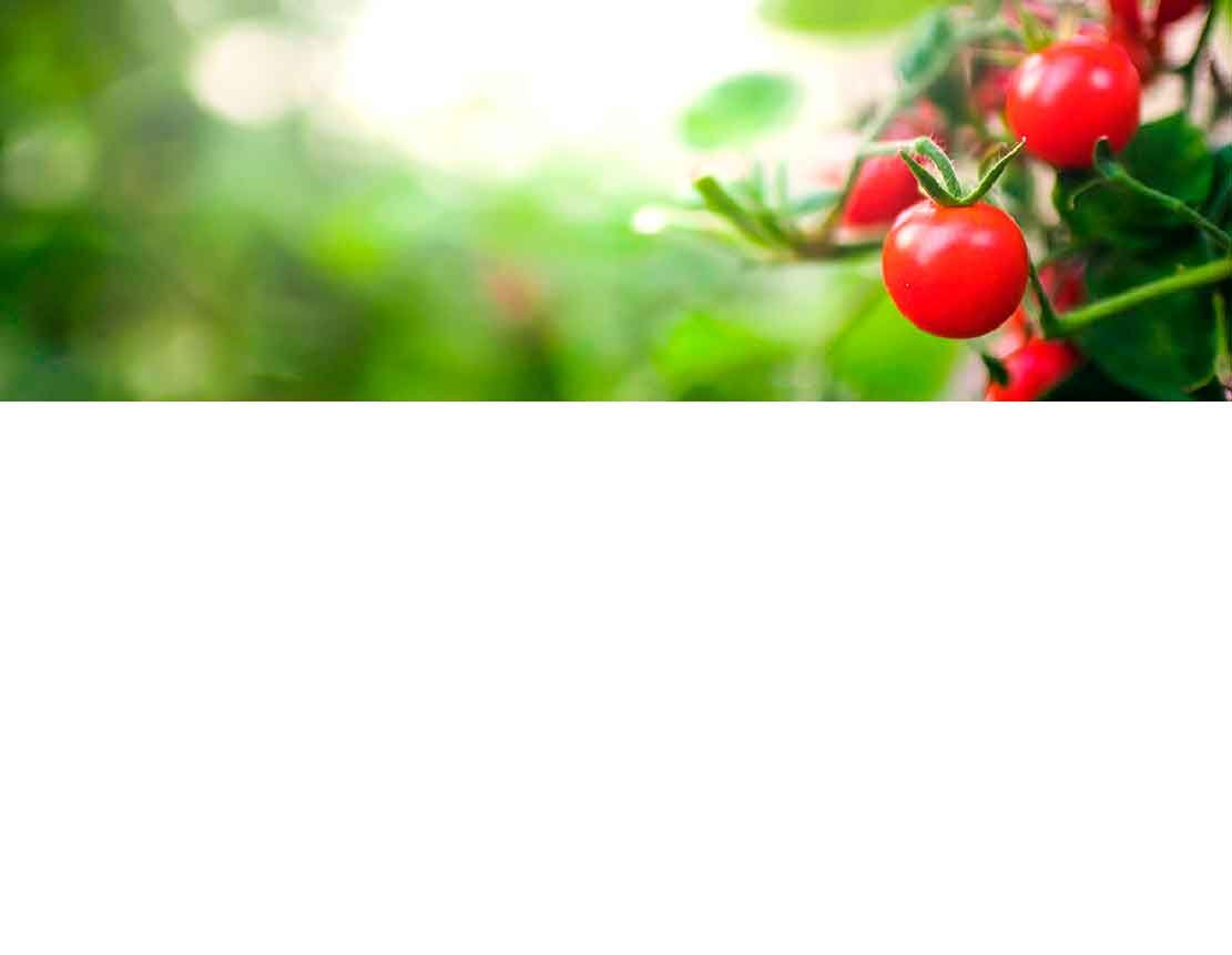 Rote Kirsch-Tomaten wachsen an einem grünen Strauch im Garten