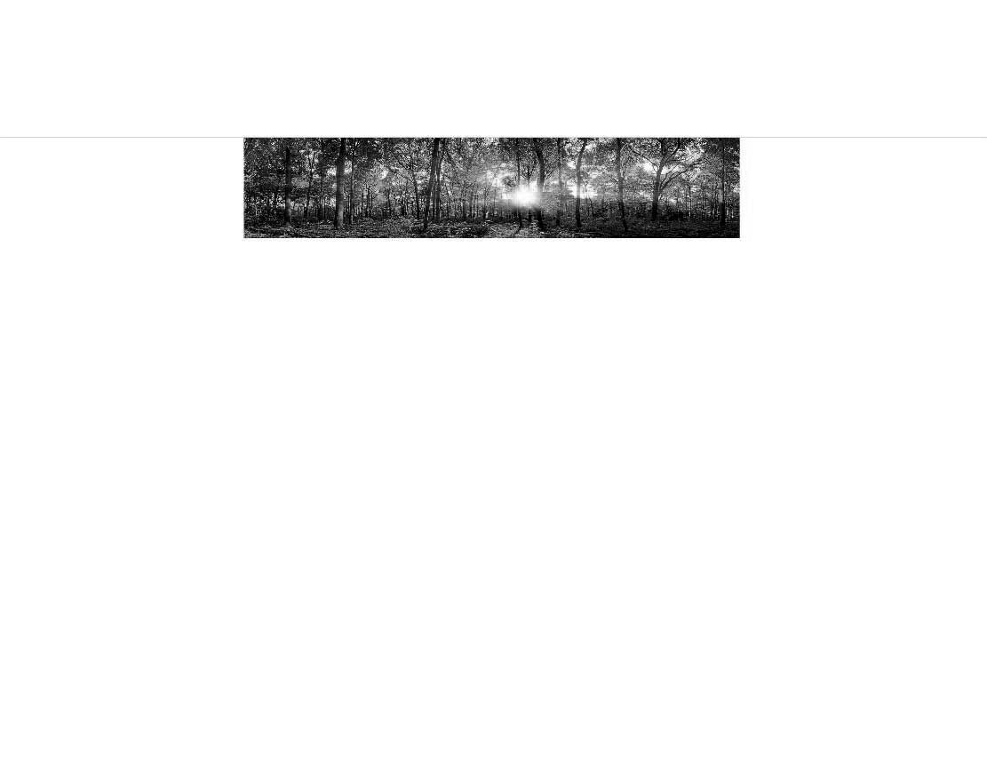 Panoramabild eines Waldes bei Sonnenaufgang, dargestellt in Schwarz-Weiß mit Sonnenstrahlen zwischen den Bäumen