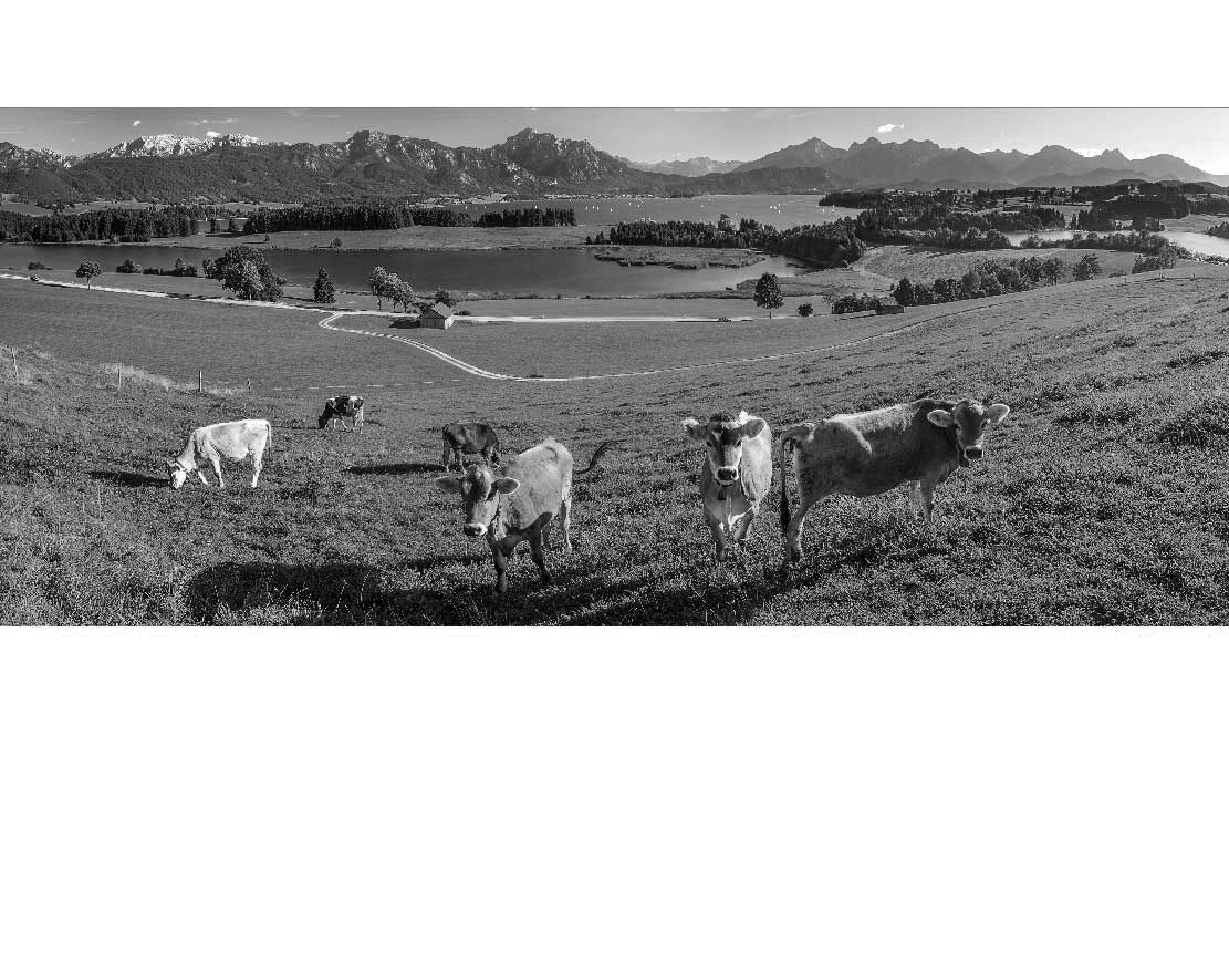 Ansicht des Duschrückwand-Motivs Panoramalandschaft mit Wiese und Bäumen 561 schwarz-weiß